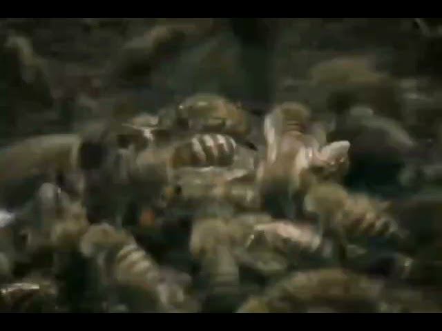 Даже самого страшного и сильного врага можно одолеть очень быстро объединившись. смотреть онлайн