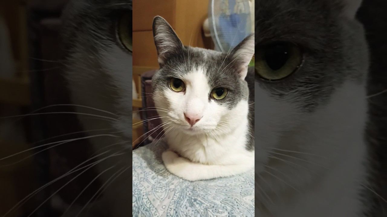 Всех с Пятницей#котики #хорошейпятницы #пятница #лайк #питомец #кот #котик #юмор #приколы #мурзик смотреть онлайн