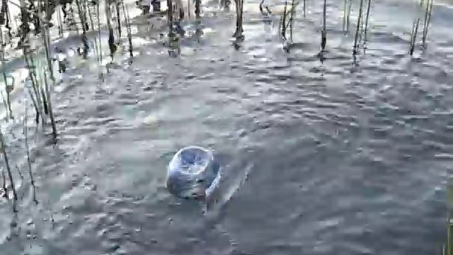 Ловля сомов на банки - Fishing Of Catfishes On Jar