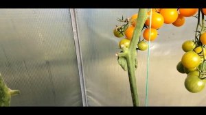 ??ТОМАТ КРАСКИ. МОЙ ОТЗЫВ О ГИБРИДЕ