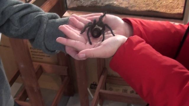 Паучок и Настя смотреть онлайн