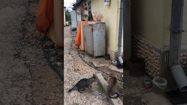 Кот нападает на кошку смотреть онлайн