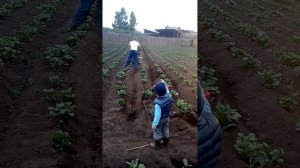 Первый мотоблок -Patriot Volga.