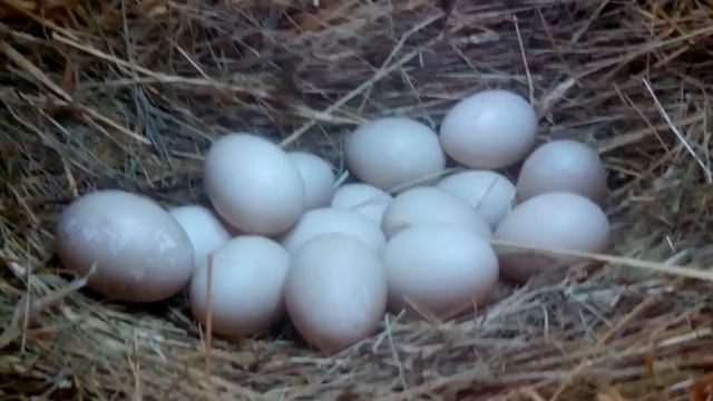 ЯЙЦА МУСКУСНЫХ УТОК ПОД ИНДЮШКОЙ/ ПОДКЛАДЫВАЕМ ЯЙЦА ПОД ИНДЕЙКУ ЧТО С ЭТОГО БУДЕТ? 6 лютого 2020 р. смотреть онлайн