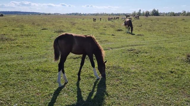 Продажа Ахалтекинских лошадейhttps://akhaltekellc.com смотреть онлайн