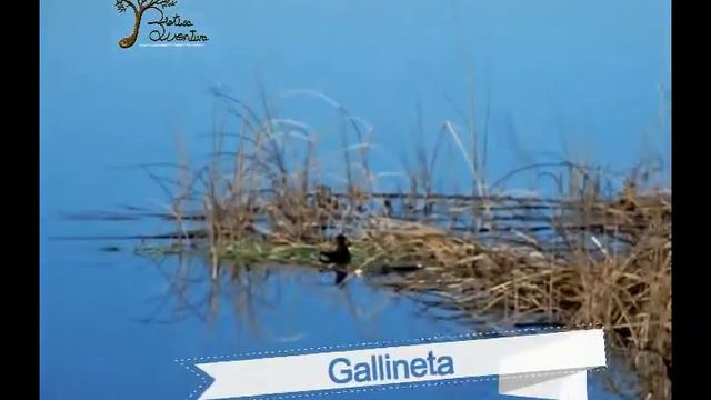 aves en Ledesma смотреть онлайн