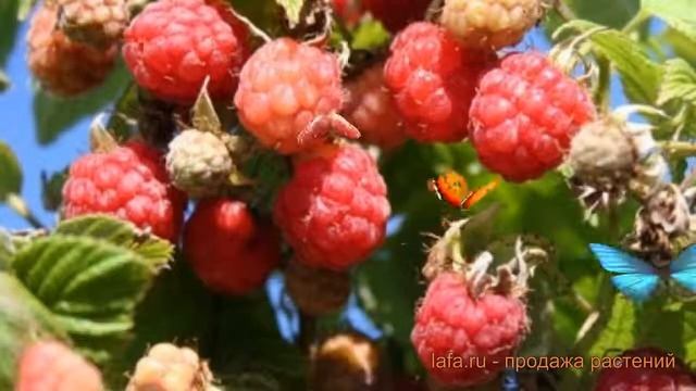 Малина традиционная Малино-поляничный гибрид ? обзор: как сажать, саженцы малины смотреть онлайн