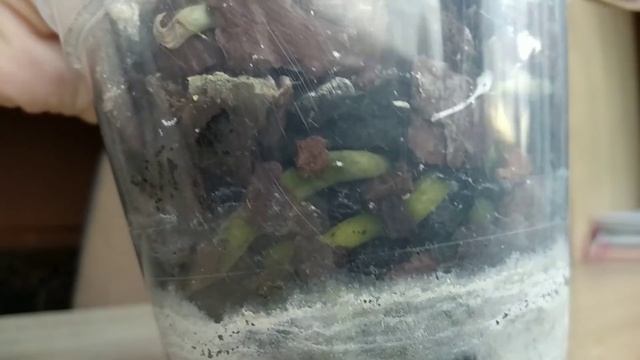 ПОД КОРЕНЬ орхидеи ДОБАВЬ ЭТО! корни СНИЗУ ГОРШКА СРАЗУ! орхидеи НЕ БУДУТ с плохими корнями! смотреть онлайн