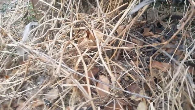 ¿QUE ES EL MANTILLO? ¿COMO SE FORMA?¿COMO HACERLO?/Tierra vegetal/Compostaje/Compost смотреть онлайн