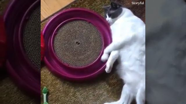 Когда кошки упрямые😼😼