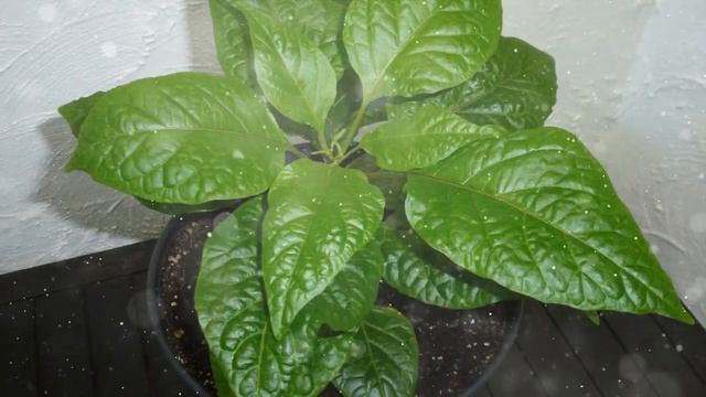 Как выращивать Каролину Рипер в домашних условиях смотреть онлайн