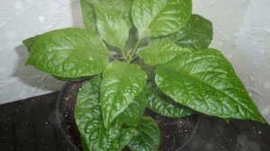 Как выращивать Каролину Рипер в домашних условиях