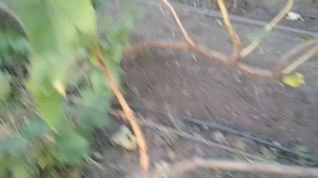 Виноград - Сето гигант .Япония. смотреть онлайн