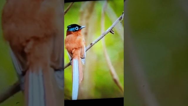 Такое количество редких птиц вы ещё не видели и не слышали/натура/???