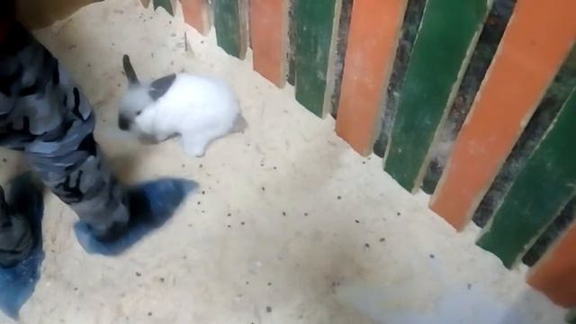 Животные в контактном зоопарке) смотреть онлайн