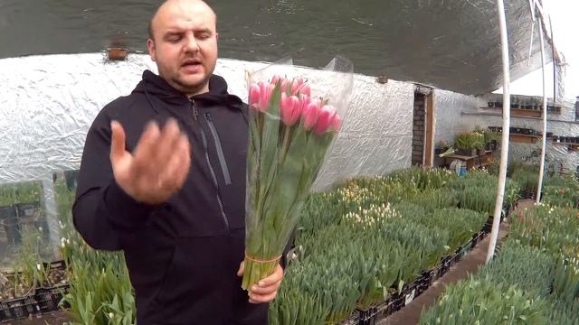 Вирощування тюльпанів, Тюльпан Джамбо Пінк .Tulips Jumbo pink /Тюльпаны Джамбо Пінк смотреть онлайн