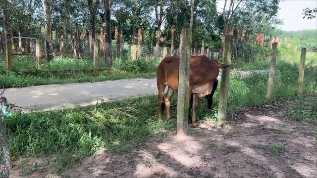 Best Videos Cows! CUTIS Farmer Takes Cow!