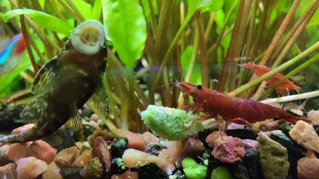 Битва за спирулину смотреть онлайн