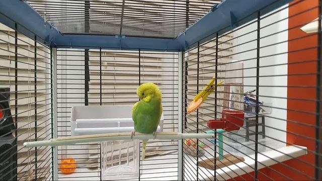 как я приручаю попугая #19 смотреть онлайн