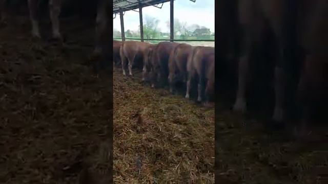angus brangus hereford limousine charolais shorthorn poedmentose belgium blue hungarian grey смотреть онлайн