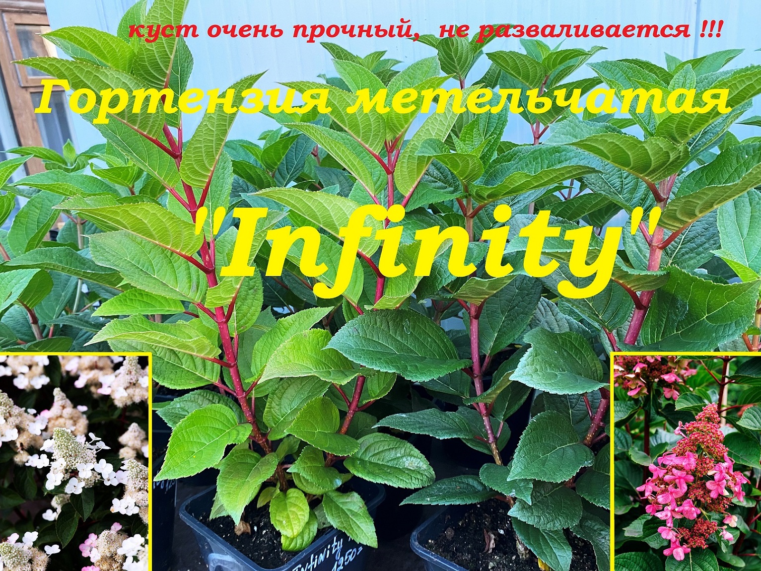 Гортензия метельчатая "Инфинити" Hydrangea paniculata "Infinity" смотреть онлайн