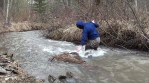 Установка Морды (Вершы) на хариуса, встреча с Капалухой, Косули, опасности тайги. Часть 1