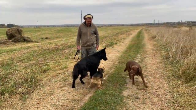 Октябрьские прогулки 2 смотреть онлайн