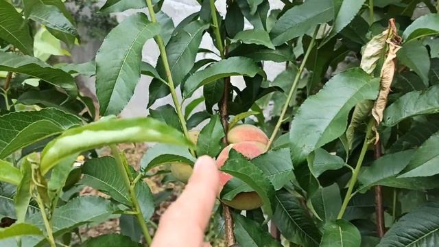 Результат прошлогодней Прививки Персика на Алыче смотреть онлайн