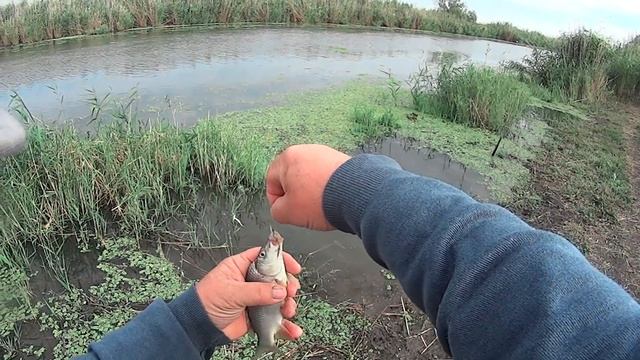 А порыбалимка 18/21г. Клев - супер, размер - не супер. смотреть онлайн