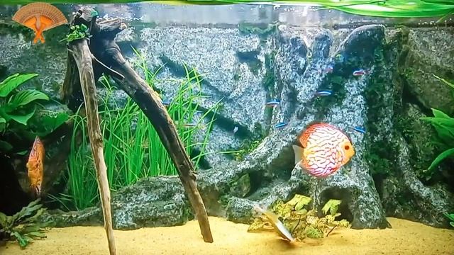 Грабли веерные Для любителей канала Грабли Live 10 01 2024 смотреть онлайн