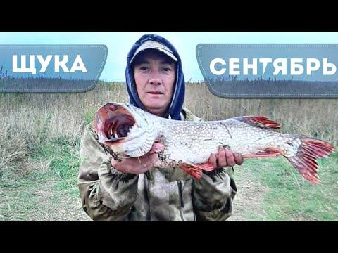 Как на что и где ловить щуку в сентябре на спиннинг? Новые секреты ловли щуки осенью. смотреть онлайн