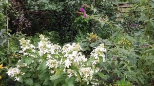 Гортензія Левана. Hydrangea Levana