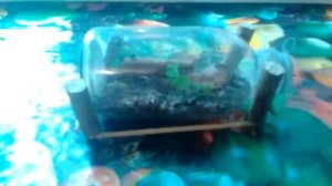 Как содержать хрезамелин (светлячков) в  условиях