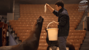 УЗИ морского льва