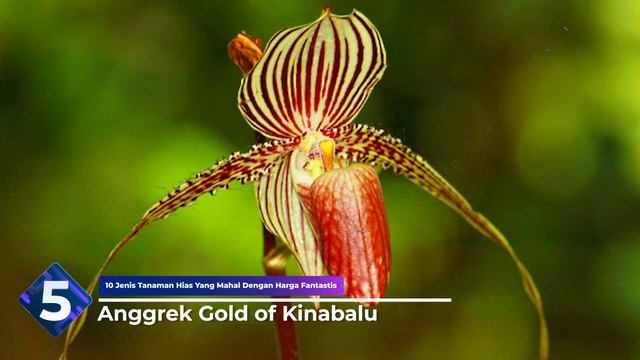 TANAMAN HIAS SEHARGA RUMAH DAN MOBIL, HA?? KOK BISA? 10 TANAMAN HIAS DENGAN HARGA TERMAHAL смотреть онлайн