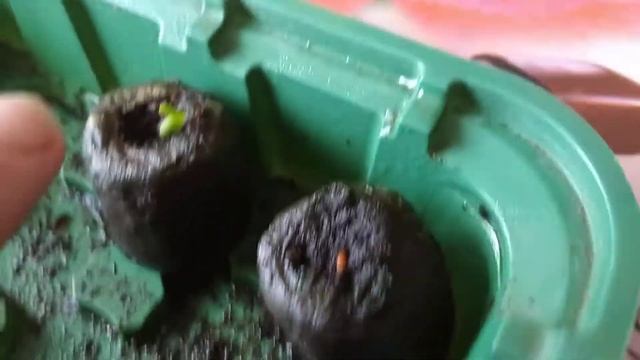 Комнатные растения из семян,Герани и другие,обзор комнатных растений. смотреть онлайн