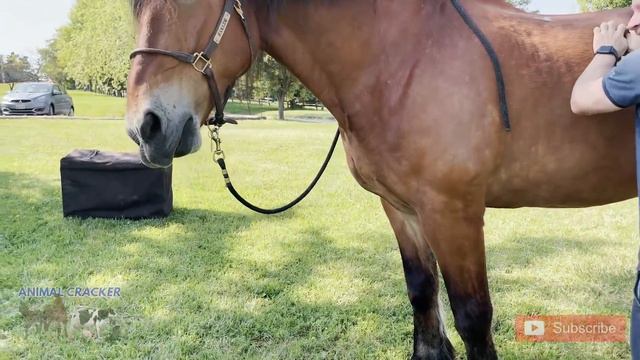 🐴 1000kg. - DRAFT HORSE get his PAIN TICKLED AWAY! ~ ANIMAL CRACKER! смотреть онлайн