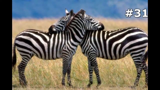 #31. Зебры (В мире животных) смотреть онлайн