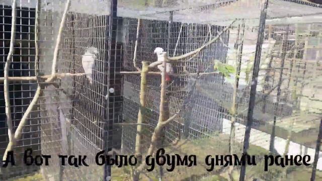 Спасаю яйца попугаев