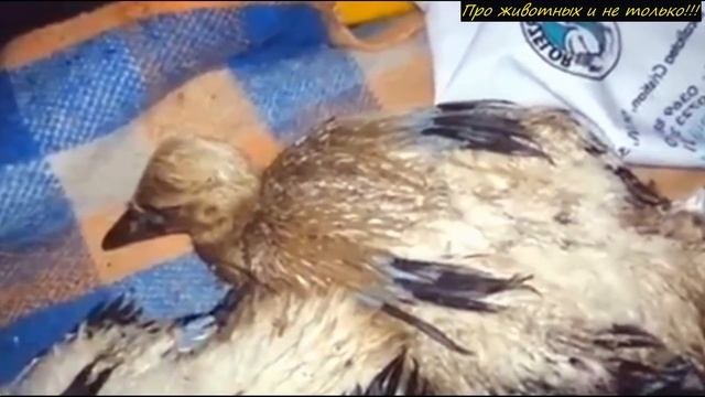 Когда гнездо аистов 3AГ0PEЛ0CЬ, в нём были птенцы! Посмотри что сделала M A М А, чтобы их CПACTИ! смотреть онлайн