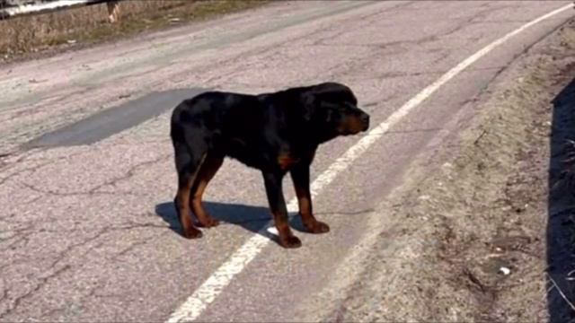 На трассе собака охраняла тряпку, вместе с которой ее выкинули, невероятная жестокость смотреть онлайн