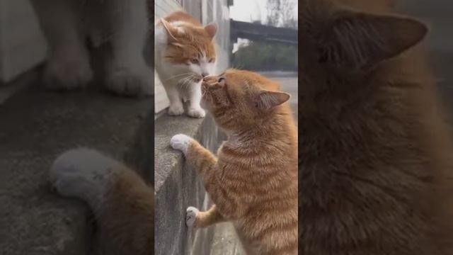 васёк давай споём смотреть онлайн