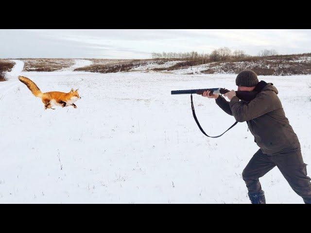 Охота на Лисицу с Ружьём!!! Нагоном. смотреть онлайн