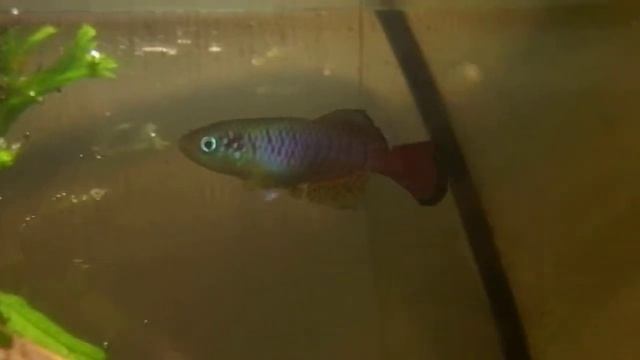 Nothobranchius guentheri "blue"- pár смотреть онлайн
