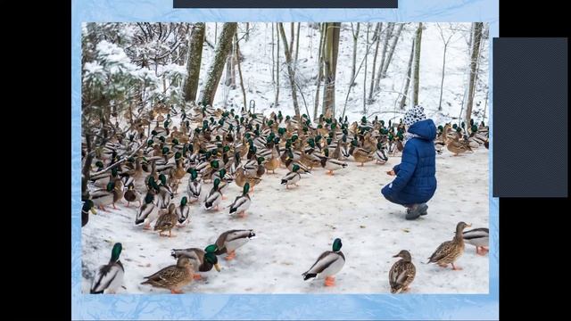 Помогая птицам — помогаем себе. Что мы можем сделать для птиц зимой (Вебинар) смотреть онлайн