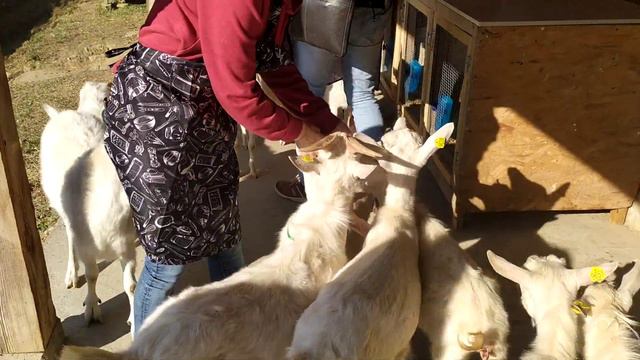 Экотуризм в России. Ферма Экзархо в Сочи смотреть онлайн