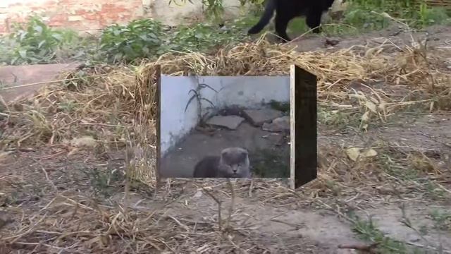 15_09_2020_Жили-были два кота.mp4 смотреть онлайн