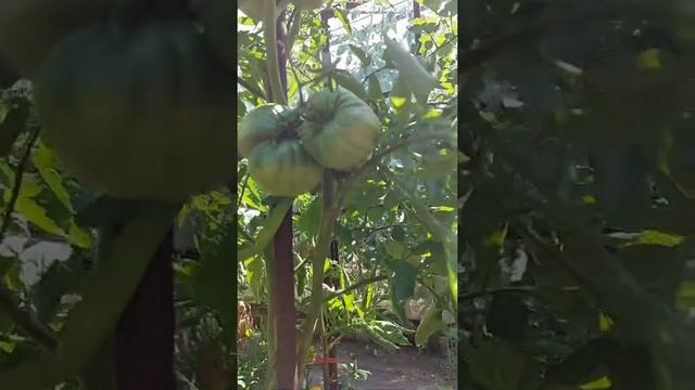 урожайные сорта томатов в открытом грунте на Урале смотреть онлайн