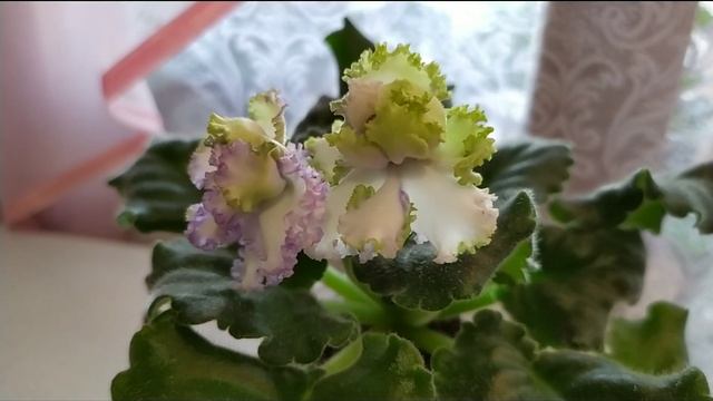 ЧТОБЫ ФИАЛКА ЦВЕЛА ПО СОРТУ. ПЕРВОЕ ЦВЕТЕНИЕ ФИАЛКИ СОРТА АВ- ЛЕБЕДИНОЕ ОЗЕРО. ОБЗОР 1 СОРТА ФИАЛКИ смотреть онлайн