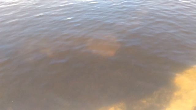 В мире животных - 2. Stingray. Скат у берега Лагуна бич. смотреть онлайн